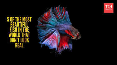 5 of the most beautiful fish in the world that don’t look real