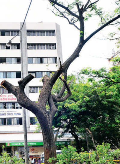 BMC gives up battle to save BKC trees from fungal attack
