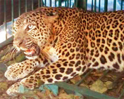 Killer leopardess trapped by forest officials in Palghar