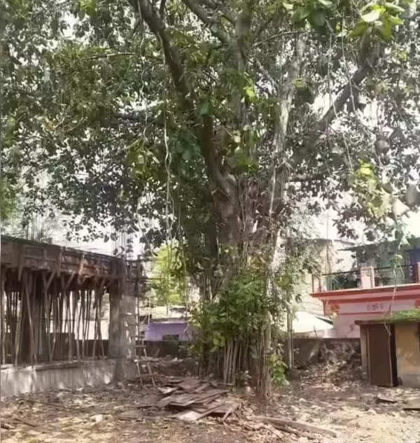 HC allows conditional transplantation of 188 year old banyan tree