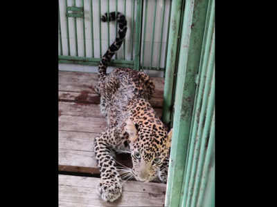 Thane: Two-year-old leopard rescued from Yeoor range of Sanjay Gandhi National Park