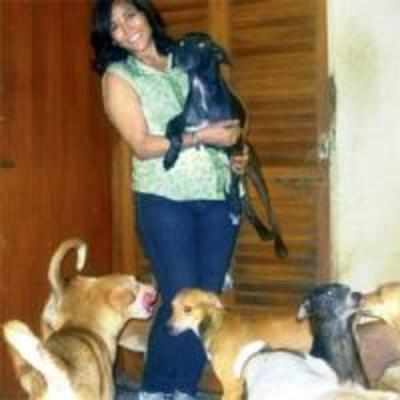Andheri-based dog lover goes to High Court against BMC, BSPCA