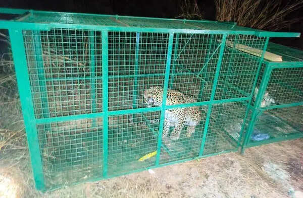 Tagged leopard triggers inter-district verification exercise
