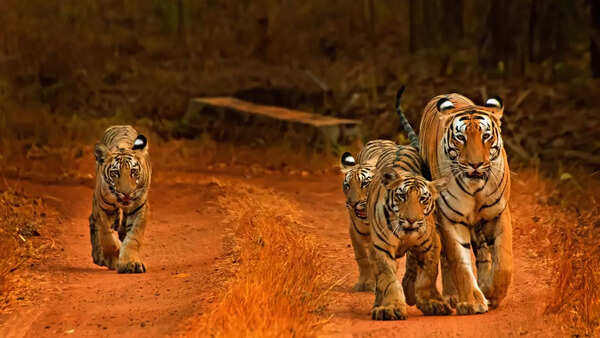 6 successful conservation stories from India, and why they are such great news