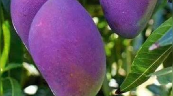 Palmer Mango