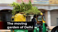 Delhi: Man creates kitchen garden on his autorickshaw’s roof 