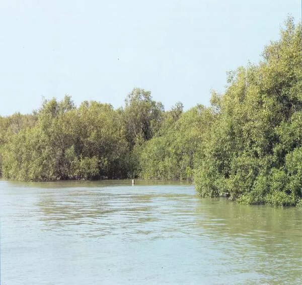 Conservation of mangroves prioritized by Gujarat govt