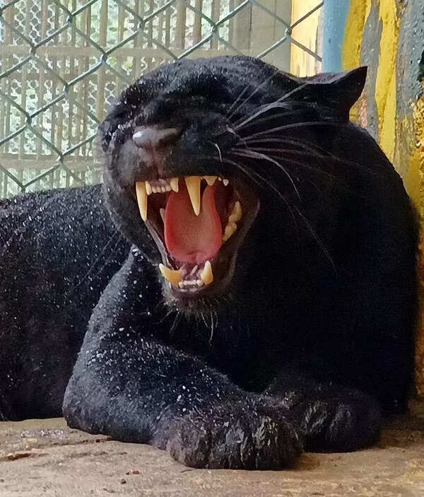 Black panther rescued from a well in Ratnagiri after 36-hour operation