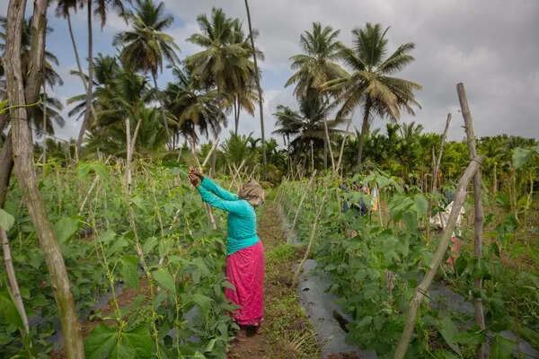 Cash crunch hits farm co-ops, govt plans interest rate hike