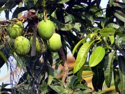 West Bengal: Mango orchard owner, his staff attacked in Malda