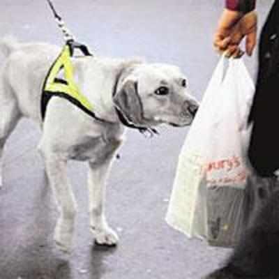 Parents hire sniffer dogs to detect drugs on teens