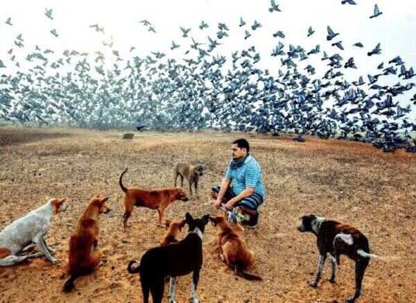 Eateries shut, they ensure strays eat