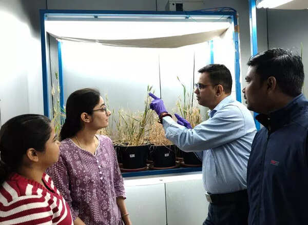 Scientists find way to enhance disease resistance in wheat
