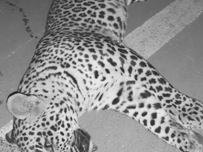 Pune: Leopard killed in accident on Kalyan-Ahmednagar highway