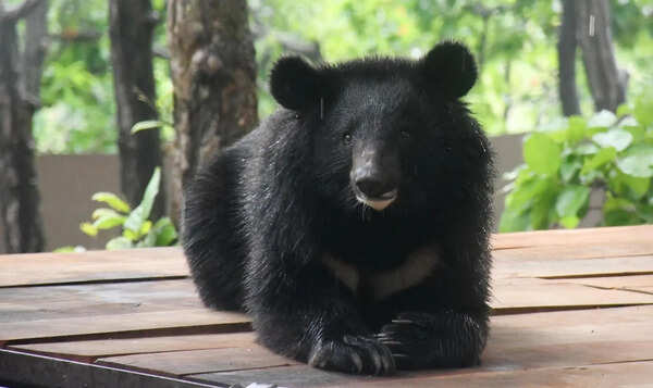 Himalayan black bear on display at Dehradun zoo
