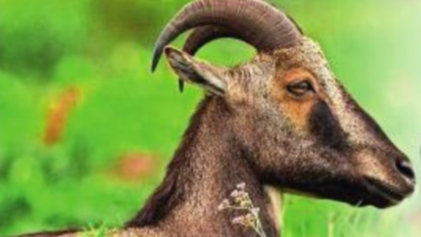 Nilgiri tahr census kicks off
