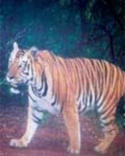 Tiger spotted in Sahyadri reserve