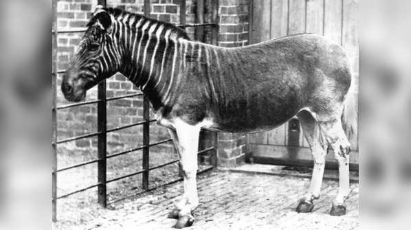 8 haunting images of the last members of animal species that became extinct