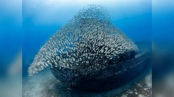 ​School of fish at the Virgo wreck