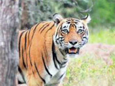 State approves plan for resorts around wildlife sanctuaries