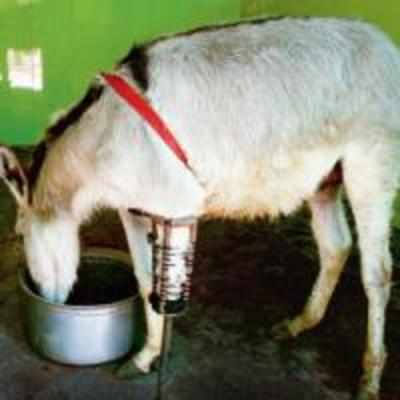 '˜Dear' Donkey, it's time to stand on your own four feet