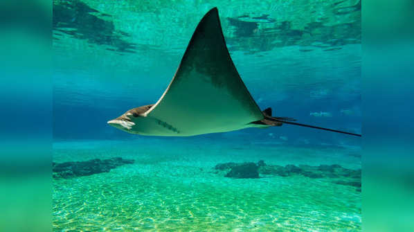 Giant manta ray