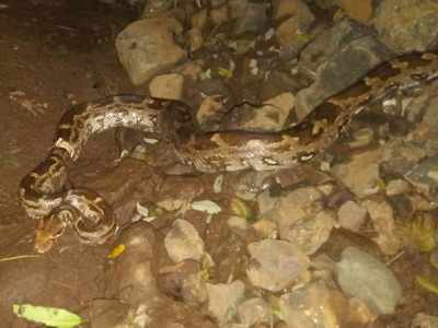 Mulund: Indian Rock Python stuck in a piece of PVC pipe rescued