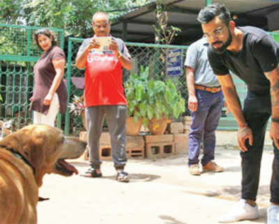 Virat Kohli passively adopts 15 dogs with special needs in Bengaluru