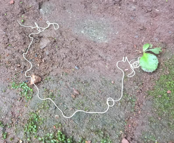 1m-long creature stirs Guinea worm fear