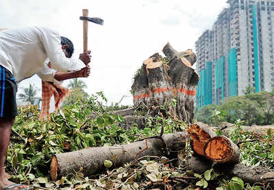 Steel yourself for axing of 286 trees for Ejipura flyover project