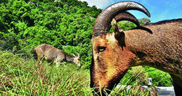 Survey emphasizes rich biodiversity of Eravikulam nat’l park