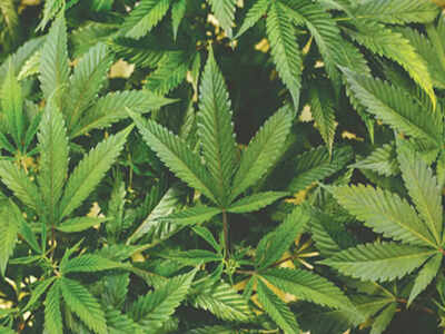 ‘Ganja cops’ in trouble