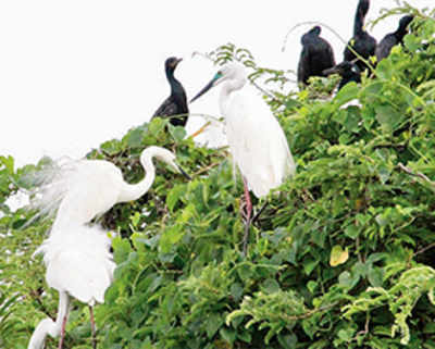 Open-billed storks make an early arrival this year