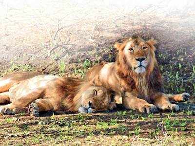 Gujarat's Asiatic Lions can become the pride of the world if Gir Sanctuary is declared a UNESCO natural World Heritage Site