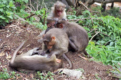 Research on deadly monkey fever begins in Karnataka