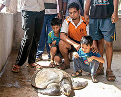 Injured Olive Ridley rescued from ending up as lunch