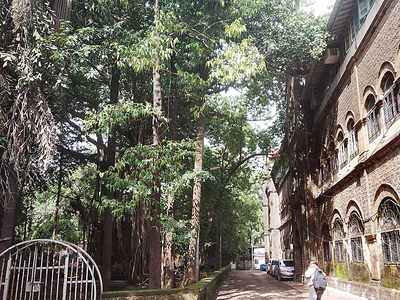 After Aarey, Parel could lose trees to rail project