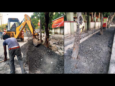 Trees concretised during road work in Charkop