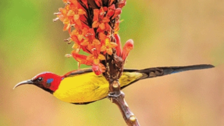May 17: The story of birds & how birds continue to adapt