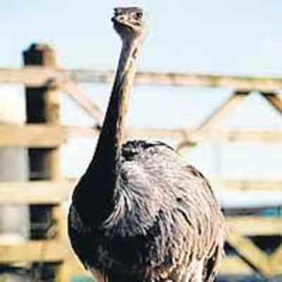 Mourners frightened of rampaging ostrich