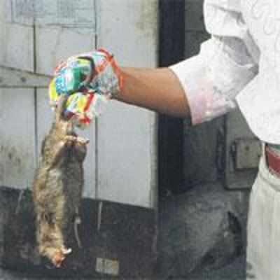 Wanted: 227 rat killers