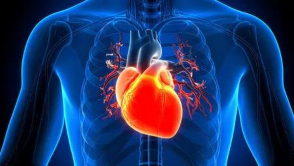 Chinese scientists grow heart’s ‘master conductor’ that could one day replace pacemakers