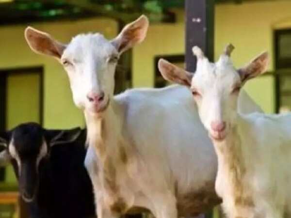 Ahmedabad: 6 goats stolen from Shahibaug