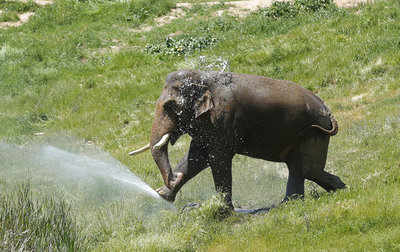 Virus attack kills 4 elephants at Nandankanan zoo in Odisha