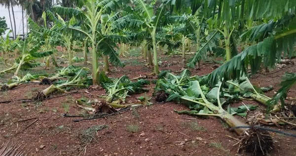 Over 2.5 lakh banana trees damaged in Coimbatore due to heavy winds, rain