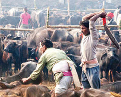 Nepal temple bans animal slaughter