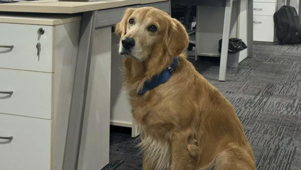 ‘He doesn’t code, he just steals hearts’: Golden Retriever hired as ‘Chief Happiness Officer’ at Hyderabad startup, wins hearts online