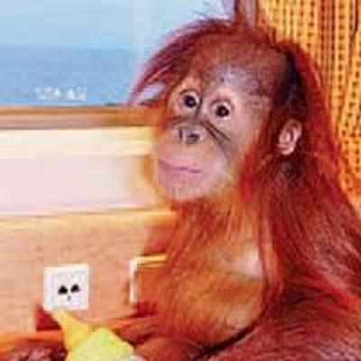 Baby orangutan cruises to new home