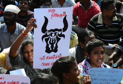 Jallikattu: Tamil outfits call for dawn to dusk bandh on January 20