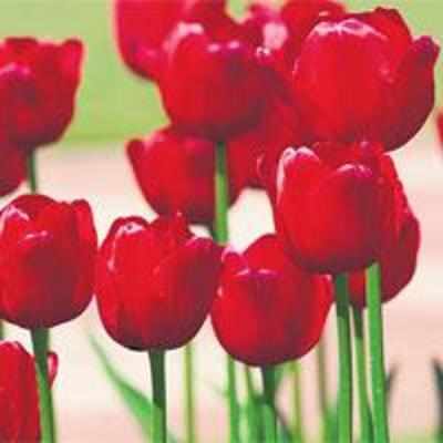 World's largest tulip garden will come up in Kashmir